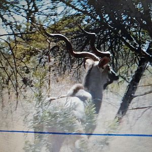 Kudu South Africa