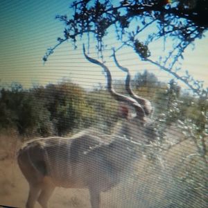 Kudu South Africa