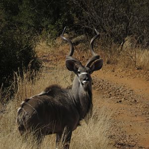 Kudu South Africa