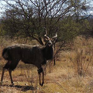 Nyala South Africa