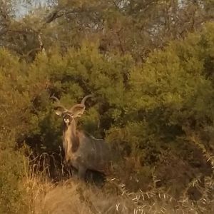 Kudu South Africa