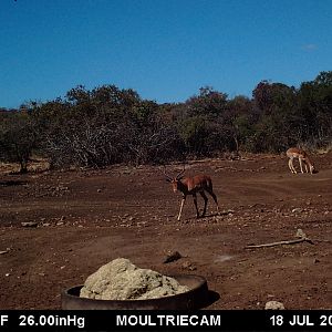 South Africa Trail Cam Pictures Impala