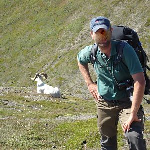 Dall's Sheep Luane Lake Yukon