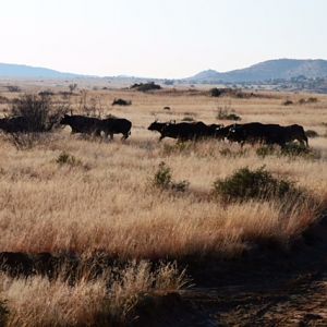 Herd of Cape Buffalo South Africa