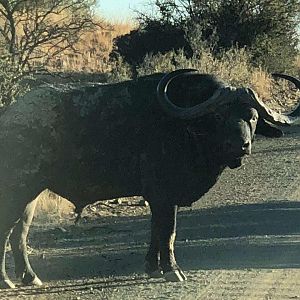 Cape Buffalo South Africa