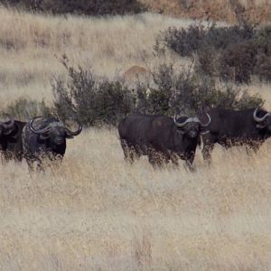 Cape Buffalo South Africa