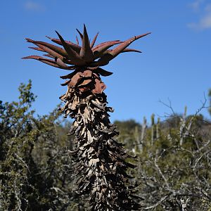 Aloe South Africa