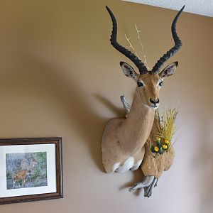 Impala Shoulder Mount Taxidermy