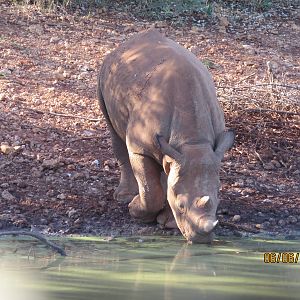 White Rhino South Africa