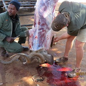 Kudu Hunting South Africa