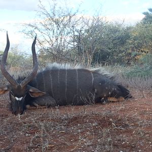 Hunting Nyala South Africa