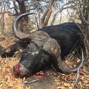 South Africa Hunt Cape Buffalo