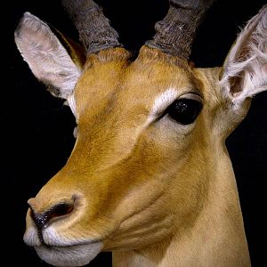 Impala Shoulder Mount Taxidermy