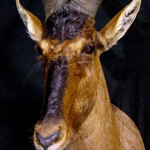 Red Hartebeest Shoulder Mount Taxidermy