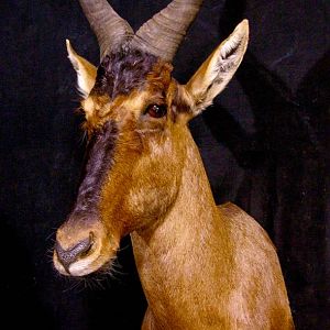 Red Hartebeest Shoulder Mount Taxidermy