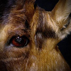 Red Hartebeest Shoulder Mount Taxidermy Close Up