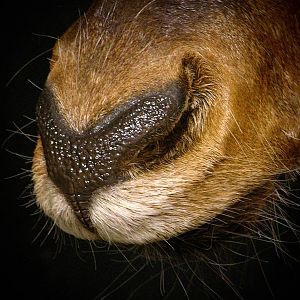 Red Hartebeest Shoulder Mount Taxidermy Close Up