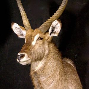 Waterbuck Shoulder Mount Taxidermy