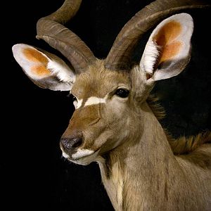 Kudu Shoulder Mount Taxidermy