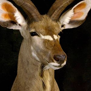 Kudu Shoulder Mount Taxidermy