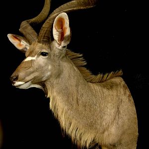 Kudu Shoulder Mount Taxidermy