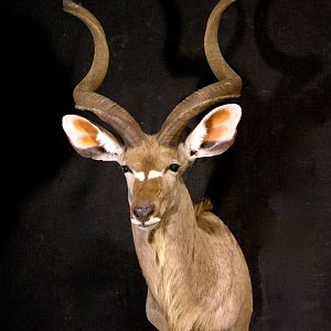 Kudu Shoulder Mount Taxidermy