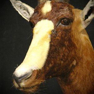 Blesbok Shoulder Mount Taxidermy