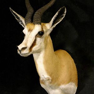 Springbok Shoulder Mount Taxidermy