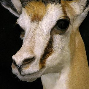 Springbok Shoulder Mount Taxidermy