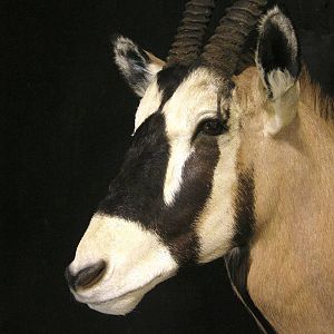 Gemsbok Shoulder Mount Taxidermy