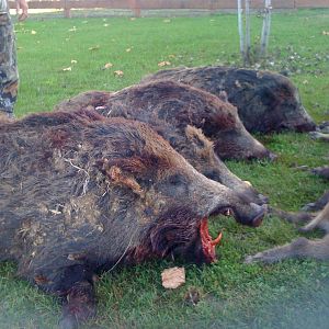 wild boars driven hunt