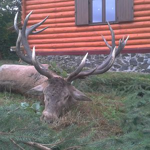 11 kg red stag