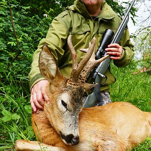 Abnormal roe buck