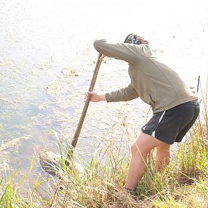 Retrieving Nyala from the water