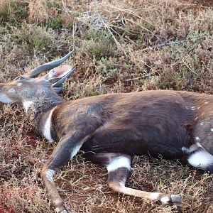 South Africa Hunting Bushbuck