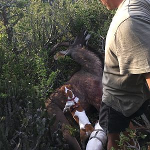 South Africa Hunt Kudu