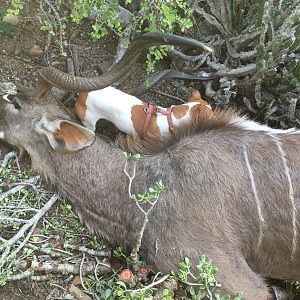 Kudu Hunt in South Africa