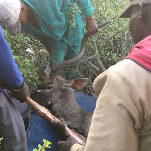 South Africa Hunting Kudu