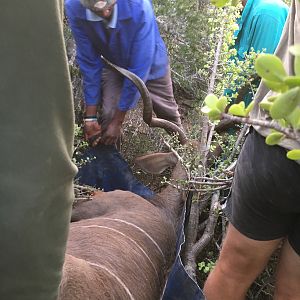 Kudu Hunting in South Africa