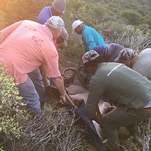 South Africa Hunt Kudu