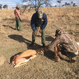 South Africa Hunting Springbok