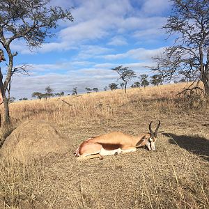 South Africa Hunting Springbok