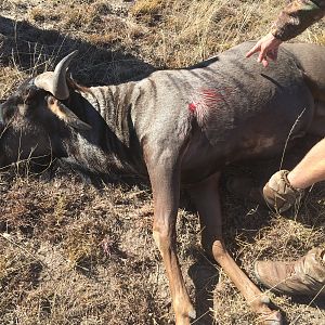 Hunt Blue Wildebeest South Africa