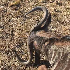 Blue Wildebeest Hunting in South Africa