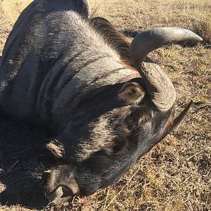 Hunting Blue Wildebeest South Africa