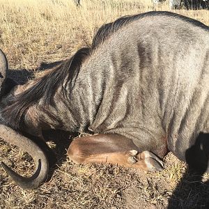 South Africa Hunt Blue Wildebeest