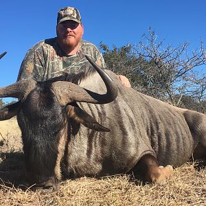 Blue Wildebeest Hunting in South Africa