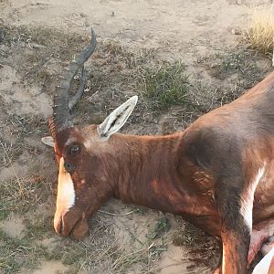 Blesbok Hunt in South Africa