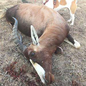 Hunt Blesbok South Africa