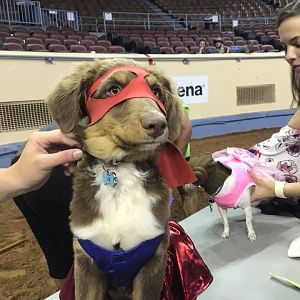 Sydney’s pup won the costume contest as wonderwomen